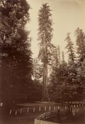 Sequoia Gigante, Santa Cruz